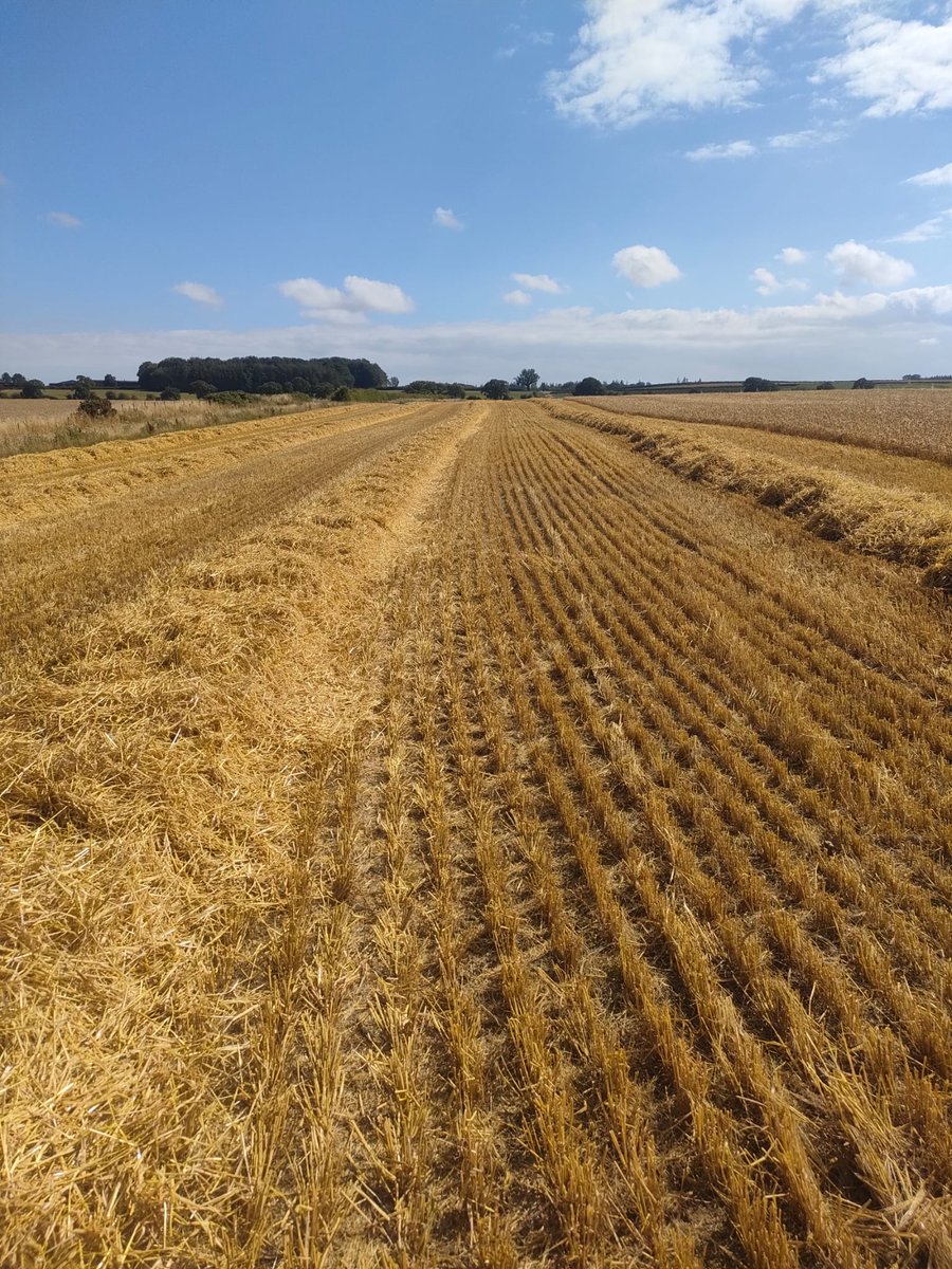 NUFarms's tweet image. Spring barley rolling in 🚜🌾 Combines humming, dust flying, and plenty more to go. 
#Harvest2025 #SpringBarley