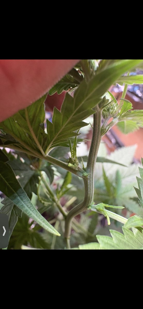 Skizdady's tweet photo. If an Autoflower turns out to be male when can you plant the seeds it produces ? How long after you’re able to see them can you germinate ? Do I need to do anything special ? https://t.co/Q6voet5Xqq