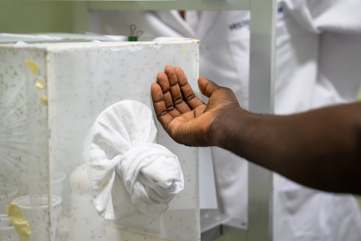IVCC (@invectorcontrol) on Twitter photo We joined @MNM_UK & UK MPs in 🇬🇭 with the National Malaria Elimination Programme.
From research labs & clinics to Parliament & the Minister of Health, we showcased how UK–Ghana partnerships—backed by <a href="/GlobalFund/">The Global Fund</a> & UK research—are driving malaria innovation.
#Malaria #GlobalHealth We joined @MNM_UK & UK MPs in 🇬🇭 with the National Malaria Elimination Programme.
From research labs & clinics to Parliament & the Minister of Health, we showcased how UK–Ghana partnerships—backed by <a href="/GlobalFund/">The Global Fund</a> & UK research—are driving malaria innovation.
#Malaria #GlobalHealth