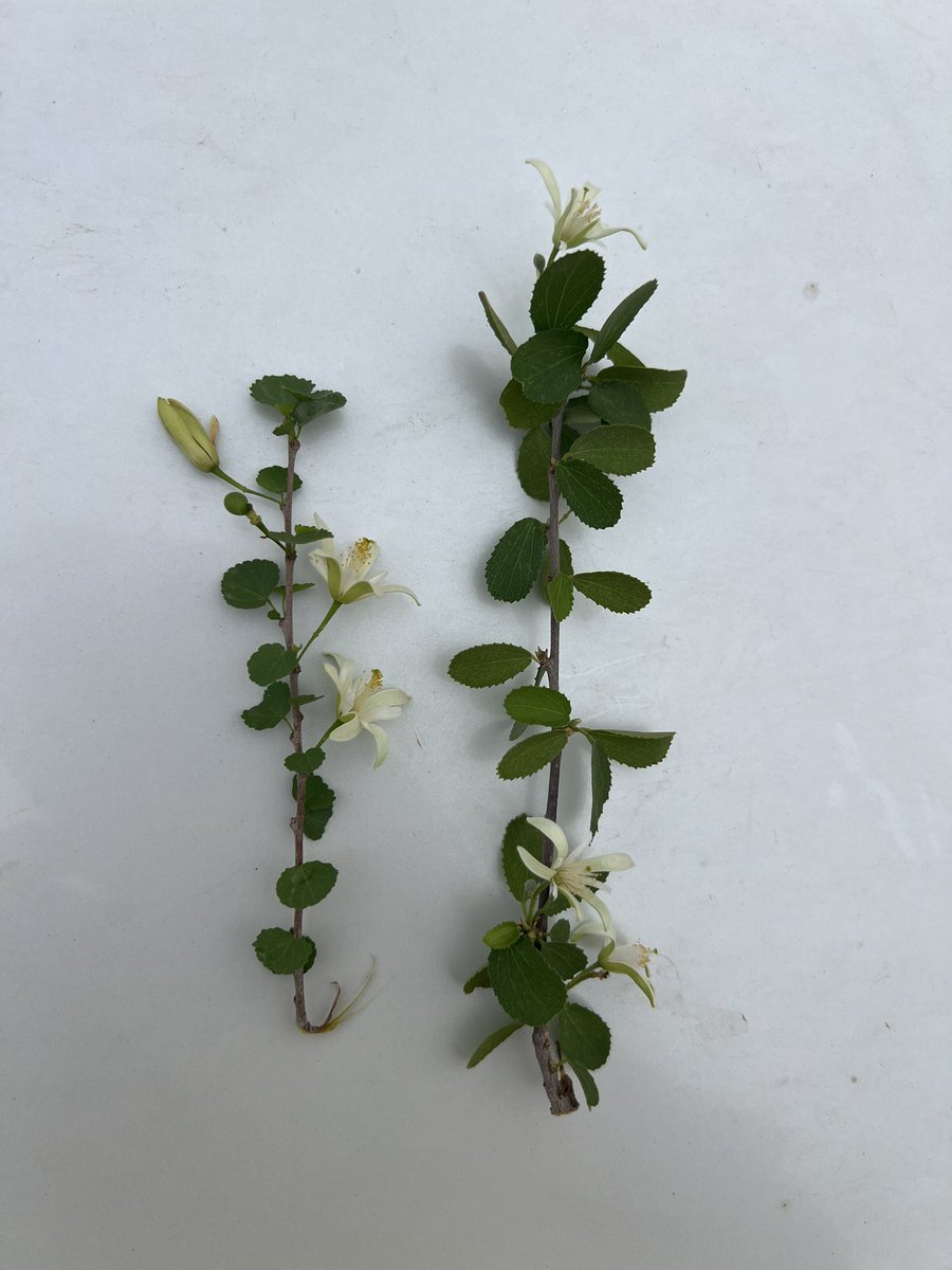 صوره تجمع نبات السرا يمين والنبع يسار