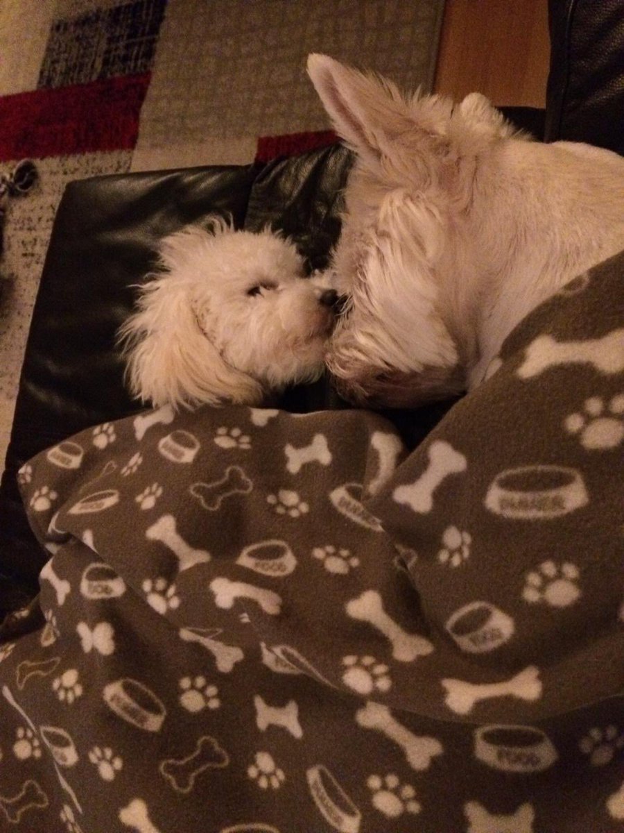 Beckyy_Thomas's tweet photo. @TastyBone_UK Lilly &amp; Ollie love snuggling together 🐾 https://t.co/SaG2ZCP3K5