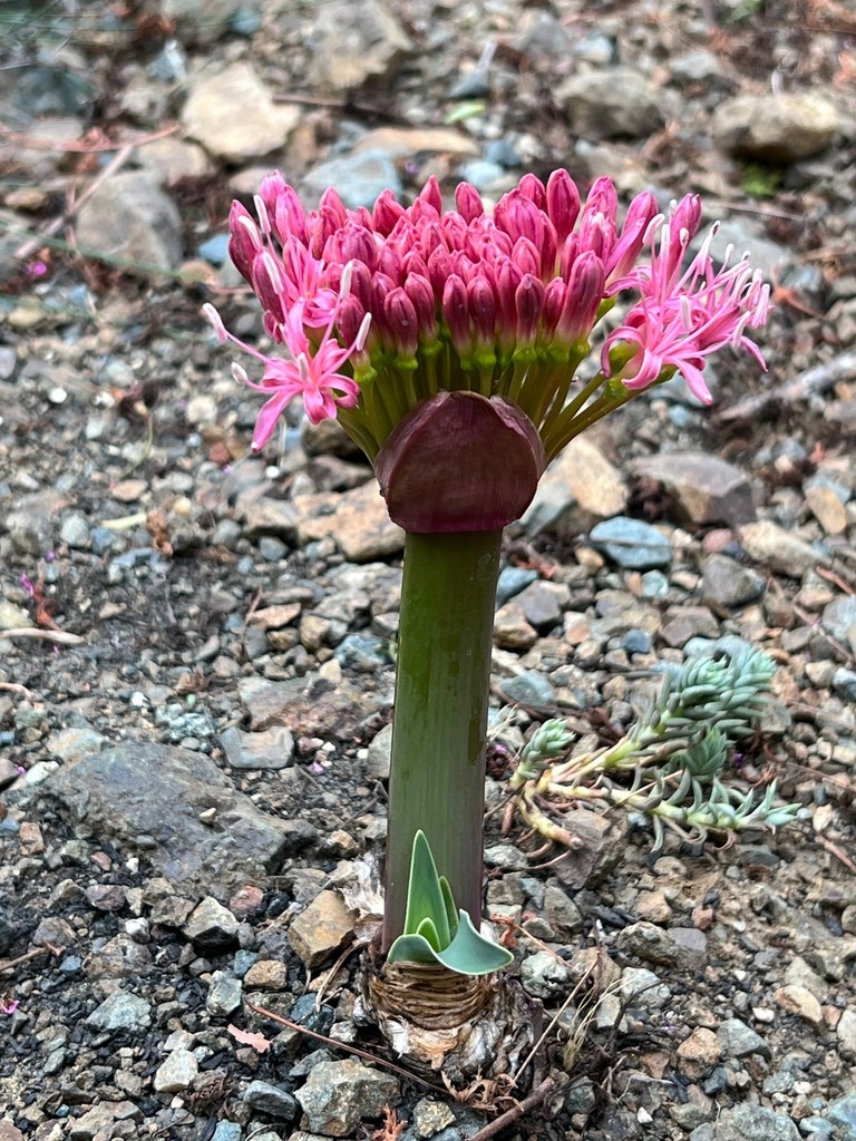Run, don't walk! Boophone disticha is for sale in the Nursery and blooming in the Garden!! Boophone disticha is in the Amaryllidaceae family, with its flowers arranged radiating out from the top of the flower stalk. 

Add one of these gems to your garden!