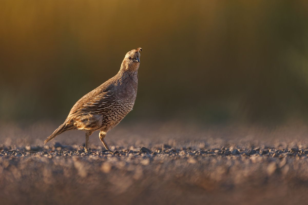Birding University tweet media