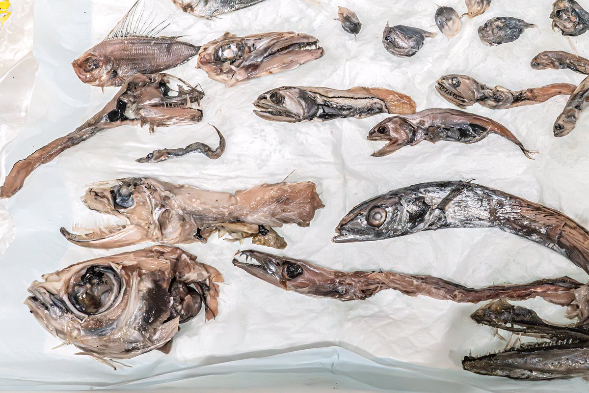 オガワアート（小川貴光）魚類剥製作家、魚人基地、魚魚展
