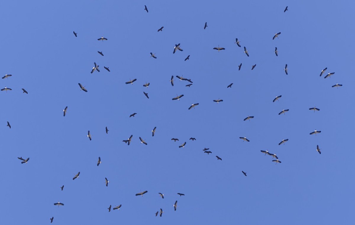 At about midday in #Cadizprovince hundreds of White Stork and Black Kite rose from the local woods and marshes, came low overhead on the warm levante before rising on the thermals and drifting south to the Estrecho and Africa.