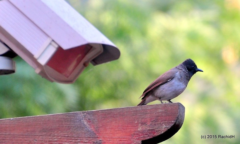 rachidH's tweet photo. #CommonBulbul #Bulbul #Pycnonotus #Pbarbatus #BulbulDesJardins #Jardin #Maadi #Cairo #Egypt #Orniithology
Rachid H shared a photo with you from the Flickr app! Check it out:
https://t.co/4rNltwEJxc https://t.co/FPCWm1WTiR