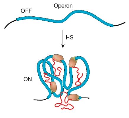 A genome is not a one-dimensional object. It is dynamic and quickly-changing, not only in TIME but also in SPACE.

A new paper, published in Nature, reports the 3D structure of the E. coli genome. The whole thing was mapped with a resolution of 10 base pairs; enough to clearly