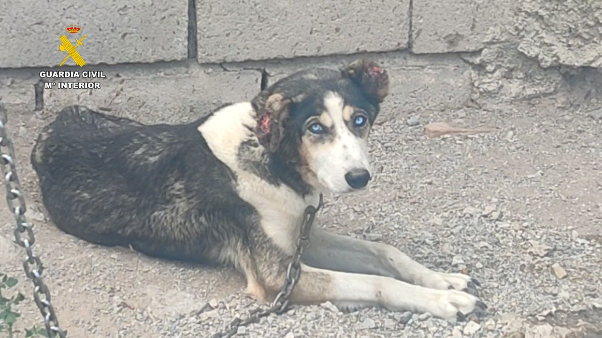 Un hombre y una mujer investigados en Granada por maltratar a 17 perros y 10 équidos. Al menos cuatro animales han muerto.