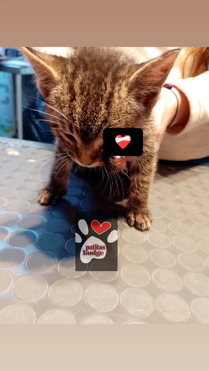 Muy urgente ayudaaaaaaaa 
Atención imágenes fuertes 🆘🙌
Necesitamos ayuda para operarlo 
LO GOLPEARON 💔
 reventadole el ojo !
Por favor no podemos solas 😔 

ALIAS PATITASBUDGEOK 
BANCO NACIÓN 
ALÍAS PATITASBUDGE MP
MAGDALENA CACERES