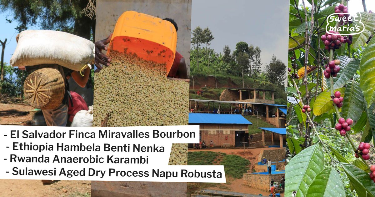 Today's additions: A washed Ethiopian coffee with juicy fruit accents, an anaerobic Rwandan lot with spiced sweetness, a bassy, low-toned aged Sulawesi dry process, and a Bourbon varietal from El Salvador. 🌱

Shop now: sweetmarias.com/catalogsearch/…