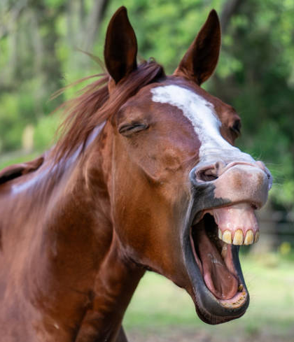 Please forgive me for this, Thomas Chabot