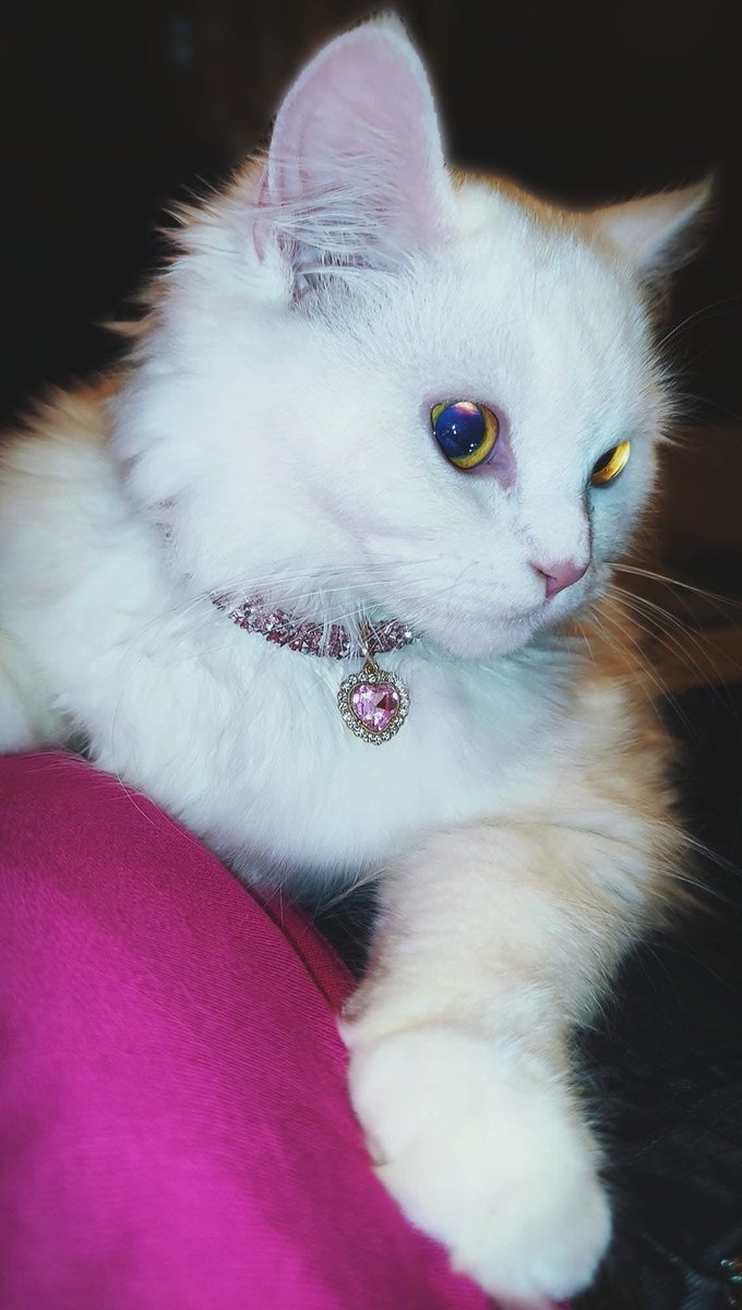idaeri_'s tweet photo. I love my cat Snowy Antoinette so much 😽🥰 https://t.co/5iPcZPEmh0