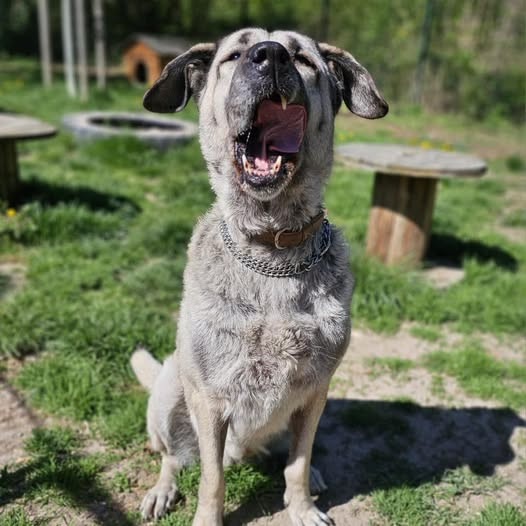 Tierheim Ludwigshafen bitte teilen DANKE!
Vor rund einem viertel Jahr haben wir unsere 5 Kangale in einem Sammel-Post vorgestellt – mit dem ehrlichen Gefühl: Das wird richtig schwer aber vielleicht wird so wenigstens einer gesehen… 
Aber was dann passierte, hat uns tief berührt: