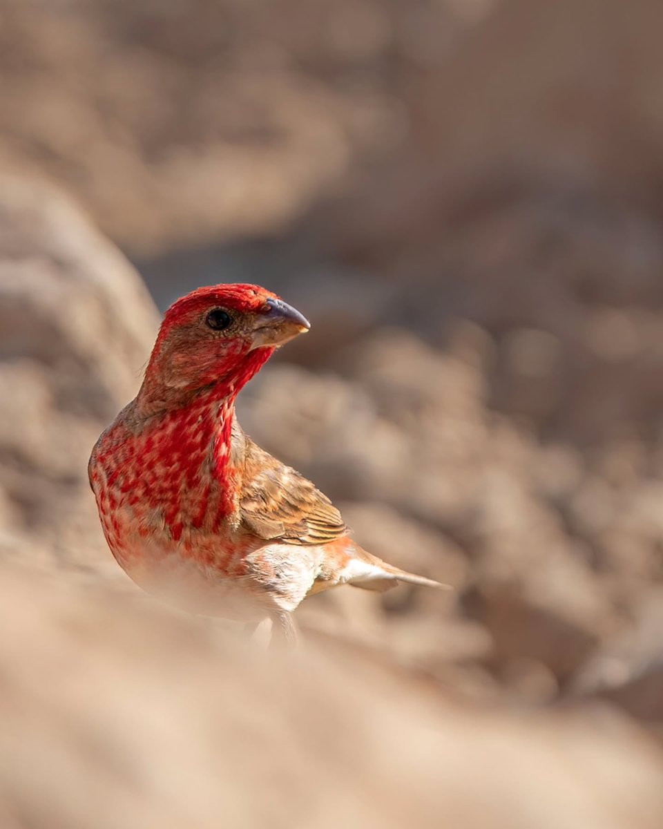سُهره گلیِ نر، البرز مرکزی

عکس از جعفر پناه‌پور
