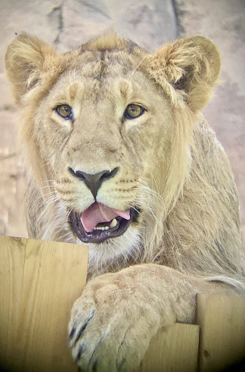RDAa (@dani_vw77) on Twitter photo Change holiday blues to green by getting in touch with nature and wildlife <a href="/zsllondonzoo/">London Zoo</a> 💚🌎… some of my favourite pics from my visit on Wednesday 📸 Change holiday blues to green by getting in touch with nature and wildlife <a href="/zsllondonzoo/">London Zoo</a> 💚🌎… some of my favourite pics from my visit on Wednesday 📸