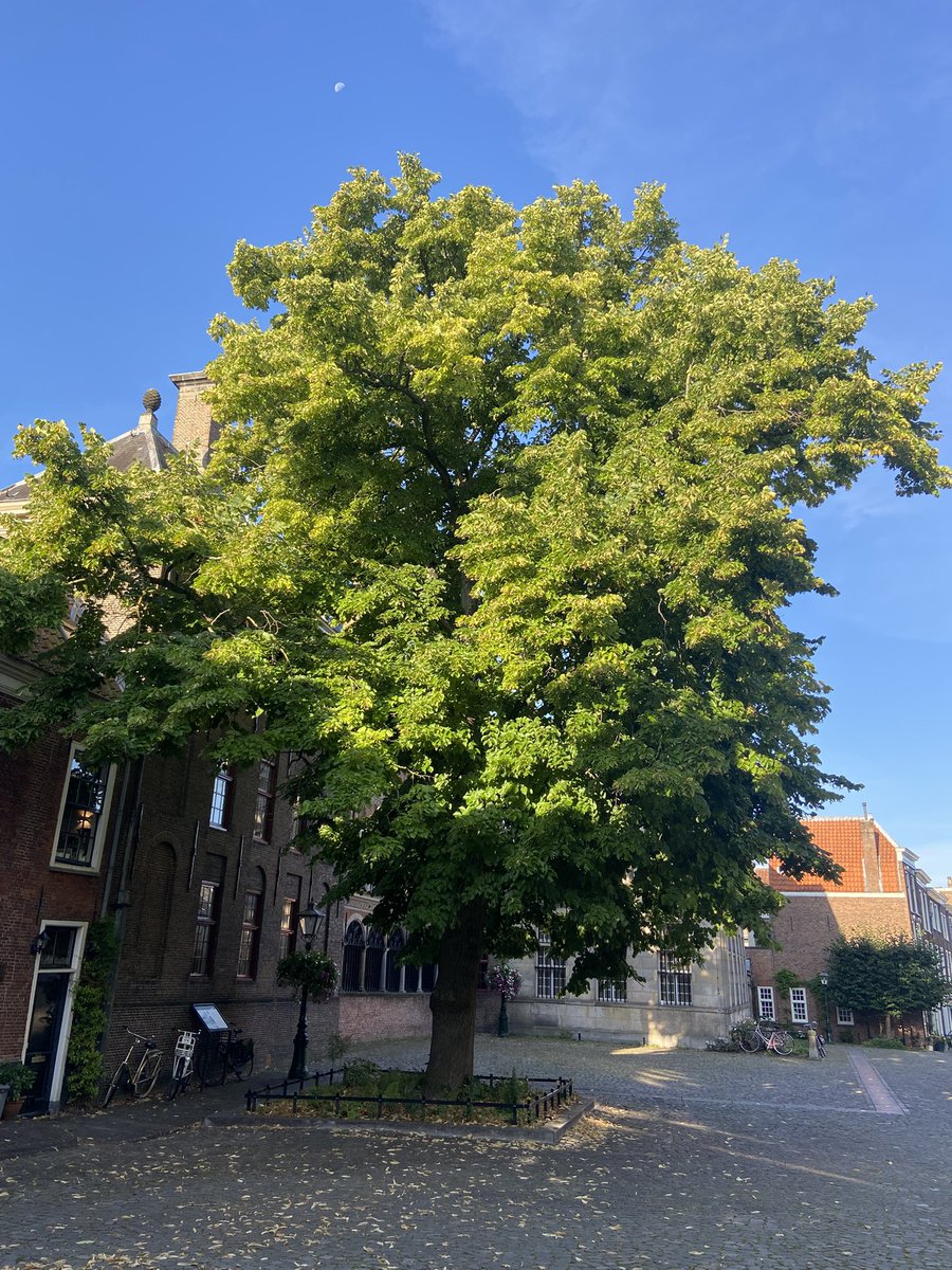 Mijn eerste post op Substack 

 substack.com/@edugroen/note… 

Dichtbij huis: Amerikaanse linde