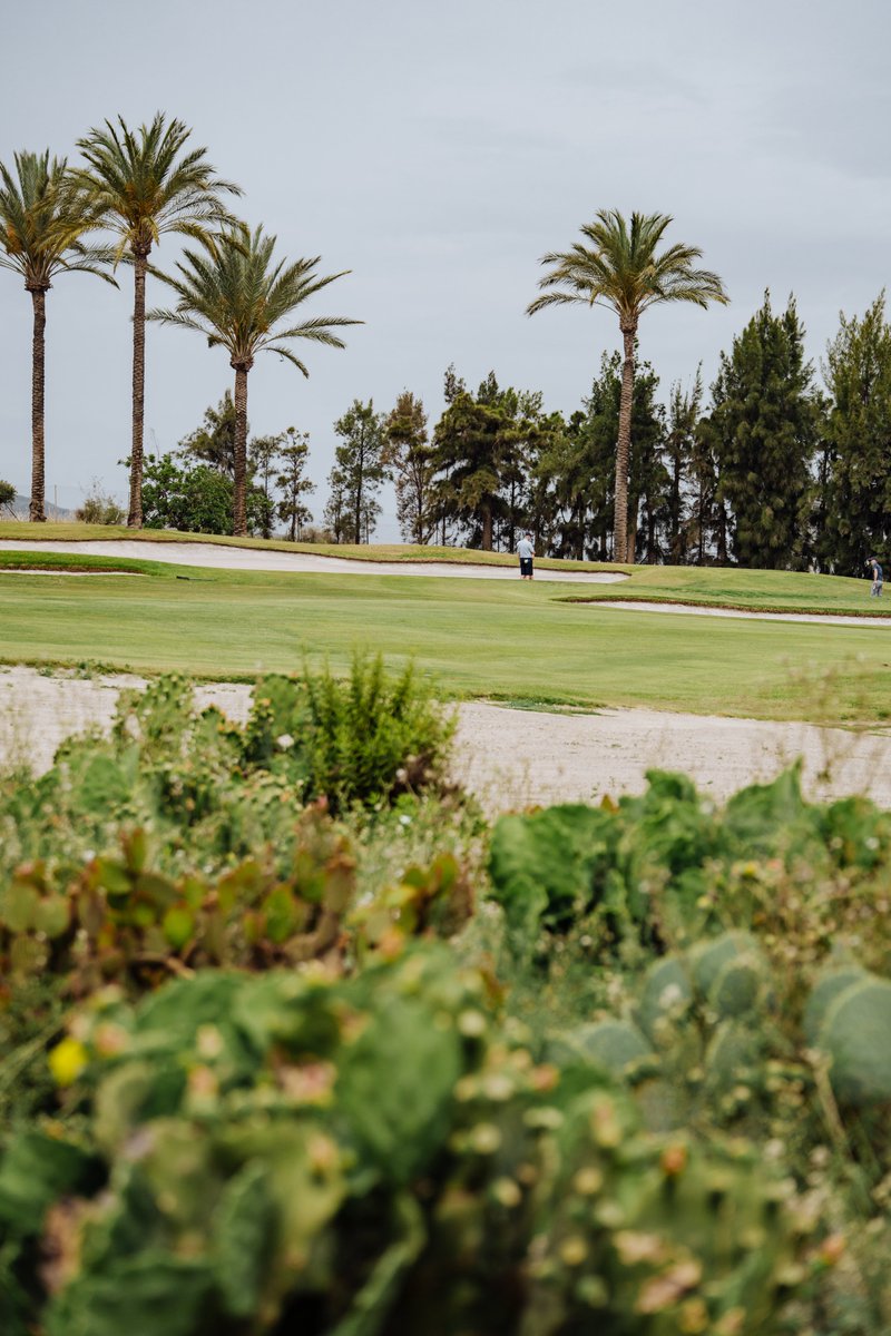 Cuando el Levante arde, buscamos sombra entre bunker, palmeras y cactus... ¡Y seguimos jugando! 🌵🔥
Parece que la ola de calor nos abandona en breve, pero a muchos no nos frena el calor para disfrutar de lo que más nos gusta 🏌