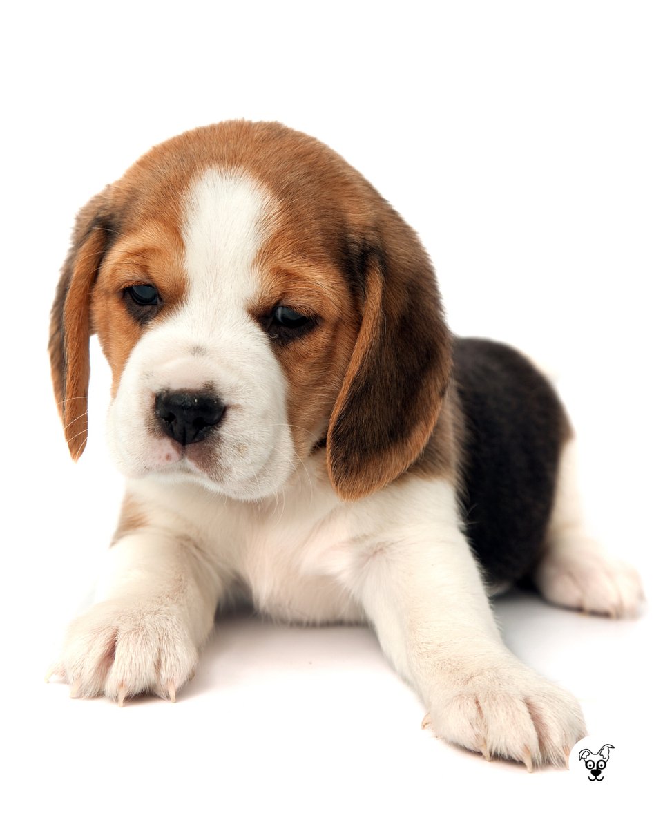thesopawsome's tweet image. My beagle&apos;s communication skills are top-notch... especially when it&apos;s dinner time. 🍽️ #BeagleCommunication #DinnerTime #BeagleGram #VocalBeagle #BeagleLife