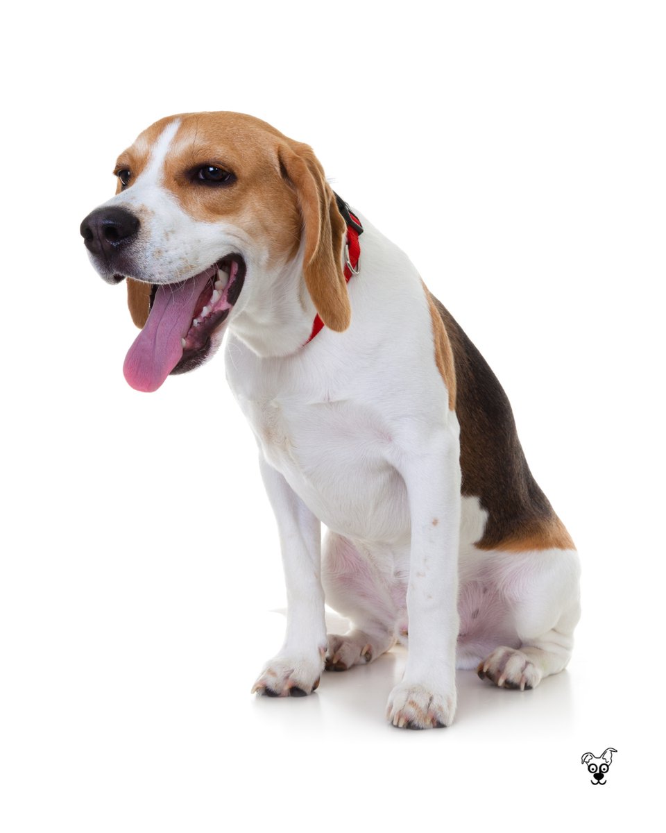 thesopawsome's tweet image. My beagle&apos;s communication skills are top-notch... especially when it&apos;s dinner time. 🍽️ #BeagleCommunication #DinnerTime #BeagleGram #VocalBeagle #BeagleLife