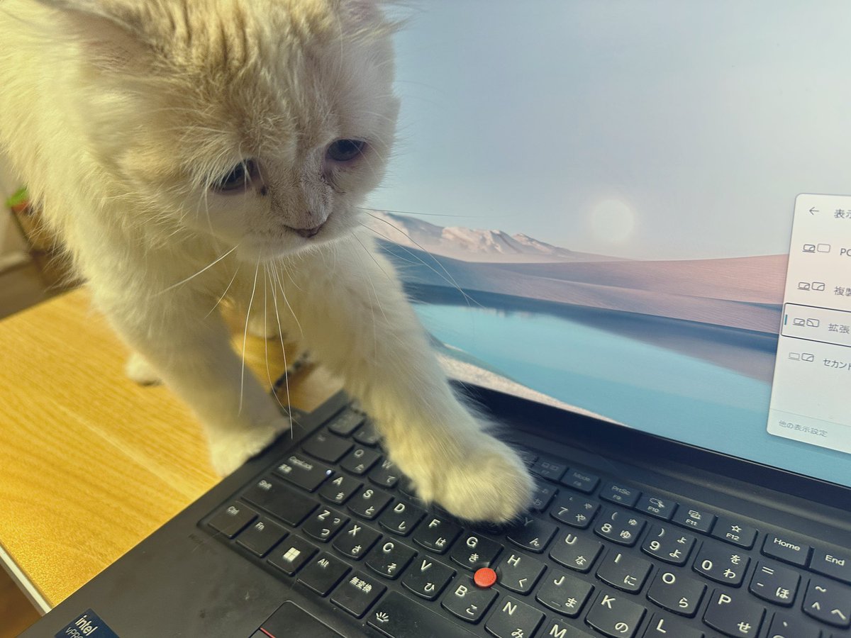 保護猫だったイヴァ、我が家に来てくれてから６日目となりました。明日で１週間。実は足が少し悪いのであまりジャンプできません。それでも元気よく遊んで、楽しそう(=^x^=)

皆様、良い週末を〜！