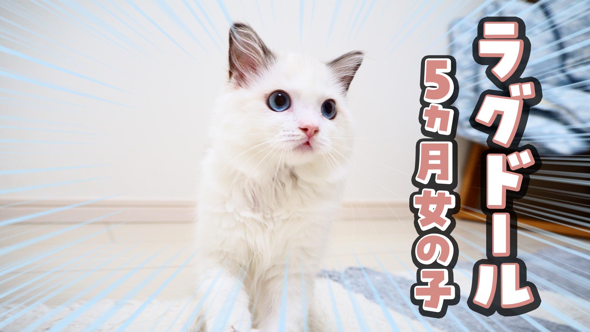 ネロ&ほいっぷ🐾 on X: 