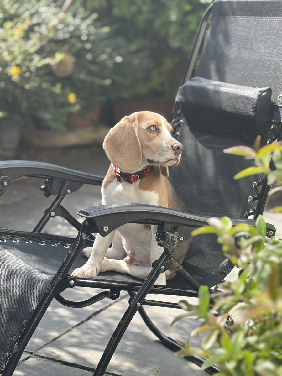 A rare moment of calm for blue beagle Hugo …