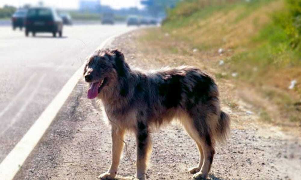 Cani e gatti abbandonati, boom di casi: Palermo tra le città con i numeri più alti ift.tt/9aVOT26