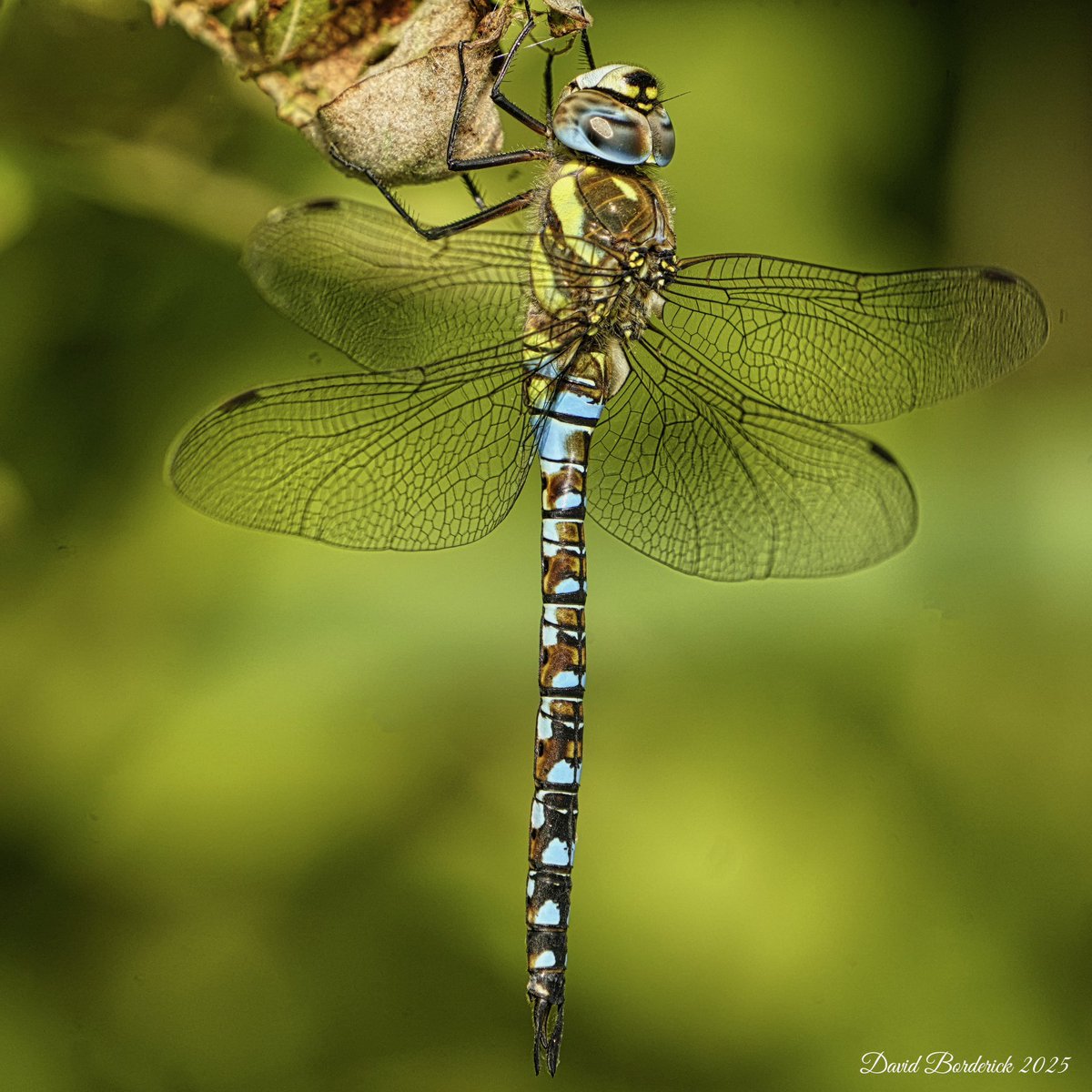 David Borderick (@daveborderick) on Twitter photo Migrant Hawker at <a href="/RSPBMinsmere/">RSPB Minsmere π</a> this morning near West Hide. <a href="/Natures_Voice/">RSPB</a> <a href="/RSPBEngland/">RSPB England</a> <a href="/BDSdragonflies/">British Dragonfly Society</a> Migrant Hawker at <a href="/RSPBMinsmere/">RSPB Minsmere π</a> this morning near West Hide. <a href="/Natures_Voice/">RSPB</a> <a href="/RSPBEngland/">RSPB England</a> <a href="/BDSdragonflies/">British Dragonfly Society</a>