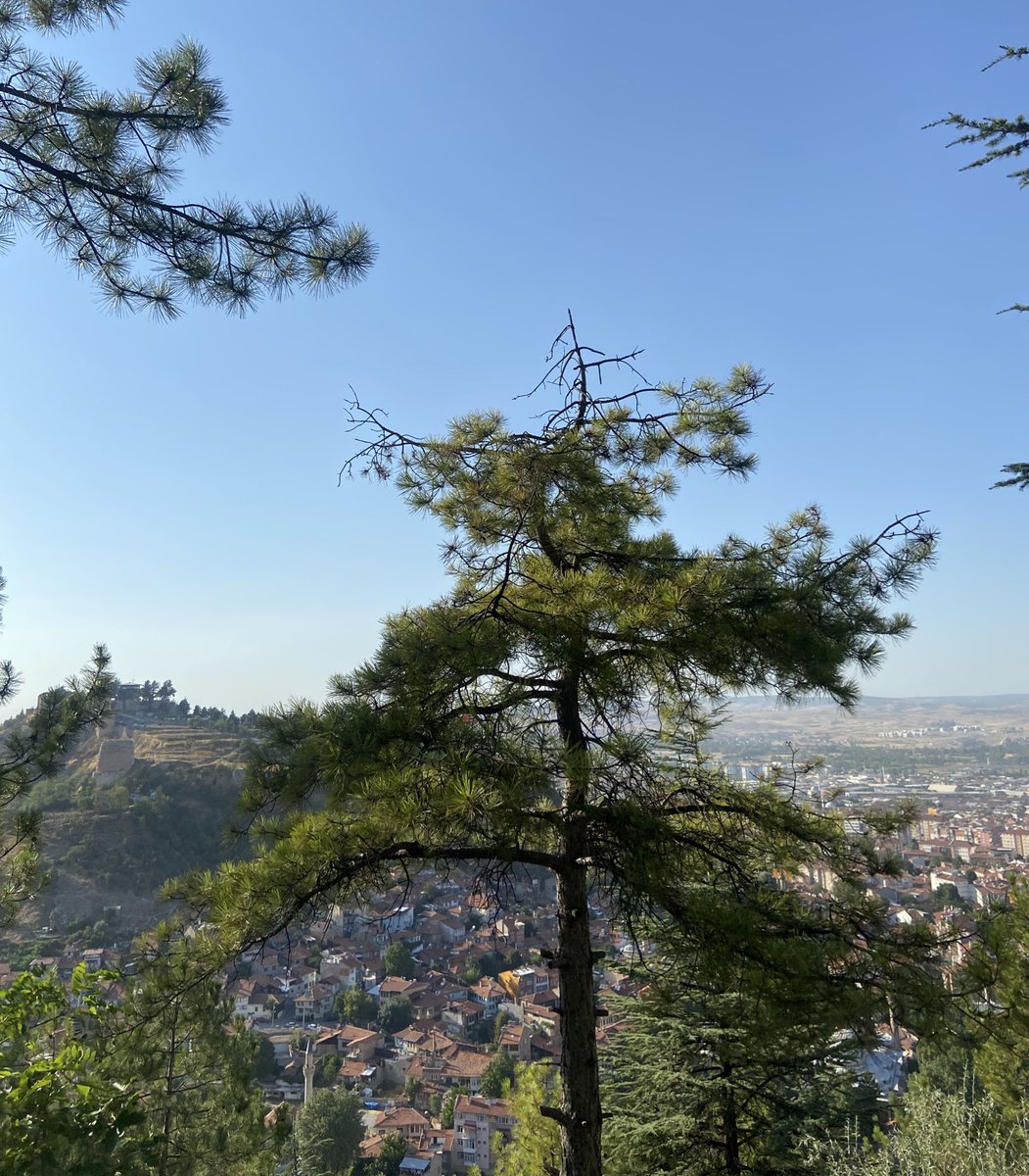 Today is a truly beautiful day 🙇🏻‍♀️🫶🏻

I just sat down and started thinking about <a href="/theblessnetwork/">Bless</a> . Don't forget to sign up to earn $TIME. Also, DC roles are really important. Be as active as possible in DC and help people. I currently have the Enlightened role. I hope i can get