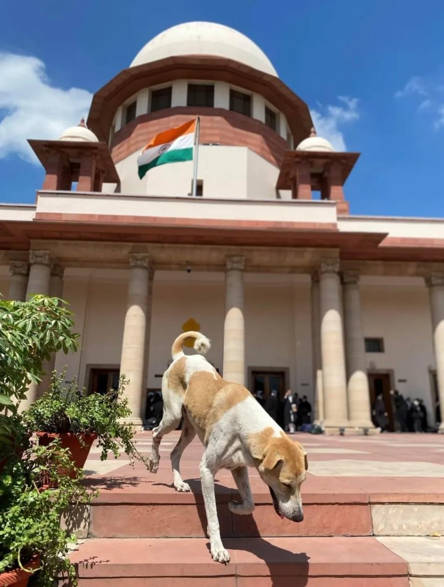 Dogesh apna case khud ladega 😭