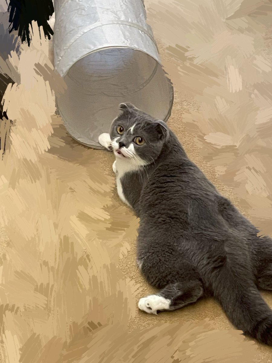 おはようございます 
本日も10-17時まで営業中です！ 
Excelで役に立つショートカットを店長に教えてもらいましょう🐈 
「 Ctrl + Shift + ~で標準形式に変更出来るニャン🐾」

#猫のいる暮らし #猫好きさんと繋がりたい 
#しんのすけ店長