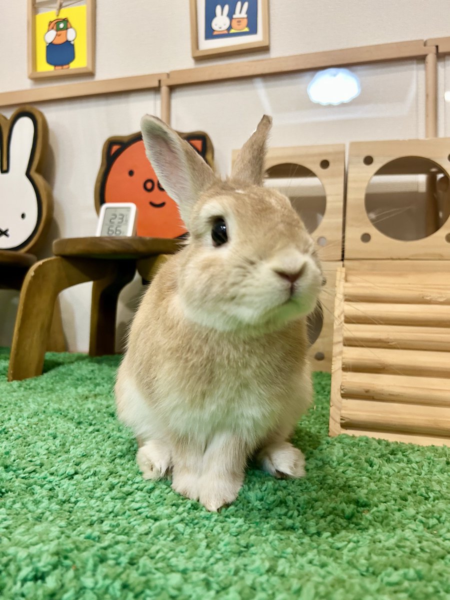 おはよう☀️
朝からテンション爆上げだよ🐰
youtube.com/shorts/ys3eKdV…

#うさぎ #rabbit