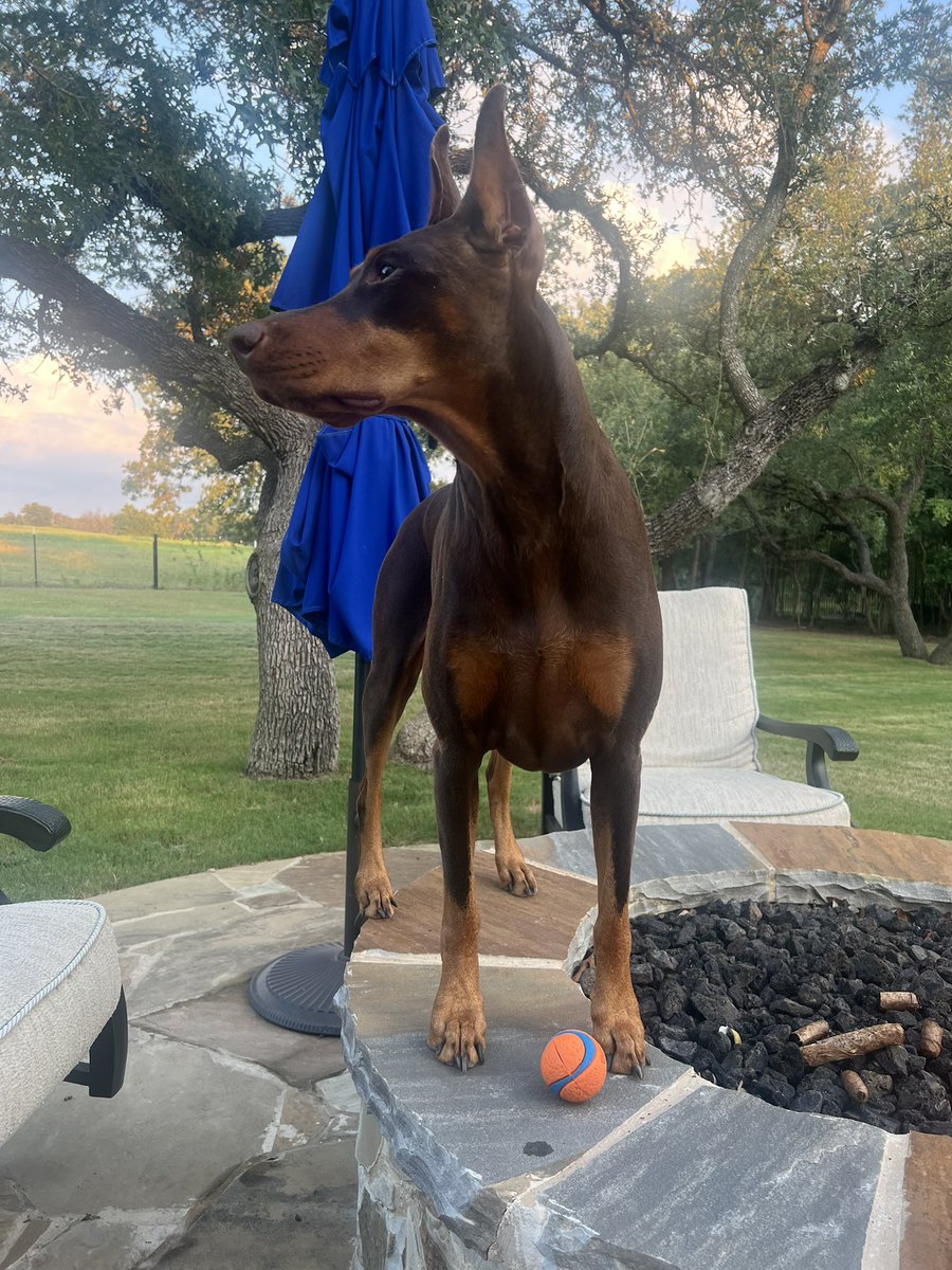 Ginger is on her perch.