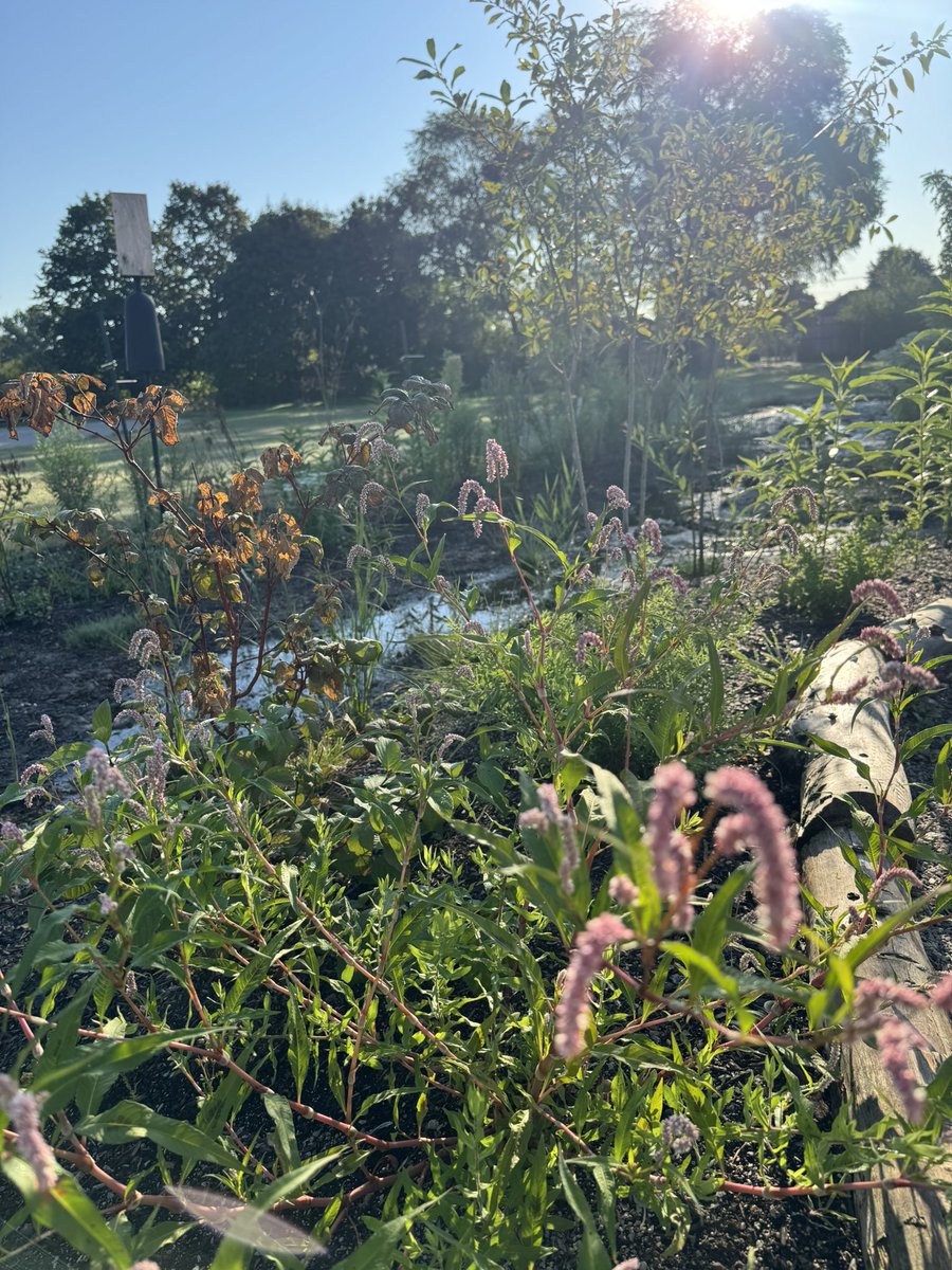 lady_jameson's tweet photo. Beautiful morning visit to our George Kennedy PS rain garden after the summer. Great to see some nice blooms remaining and the bushes full of black chokeberries. Video in comments. Thanks @CanonCanada and @CVC_CA for creating this wonderful space.#GeorgeKennedyPS @HaltonDSB https://t.co/RGYx837H8g