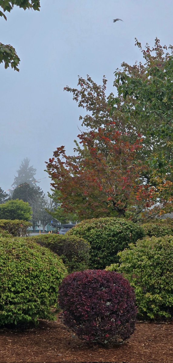 TrinaMerlino's tweet photo. @harlan_wx Yesssss!  Already starting to see the trees changing color over here, and it's glorious 🍁 https://t.co/Bn75wXaCZQ