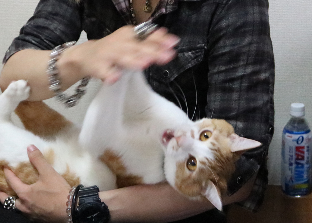 煉＆虎徹 (@TBS_LenOfficial) / Posts / X