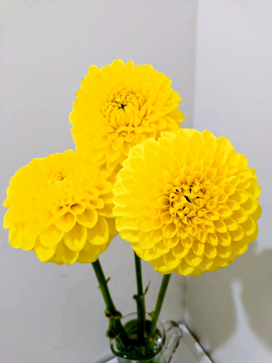 sawahomi's tweet photo. ふるさと納税でまたダリアをお願いしてしまった
17〜20本のところ、22本きたよー☺️
マ◯コム◯ホワ◯トだらけになるのは避けられてほっ🙃 https://t.co/fiIarPIoB5