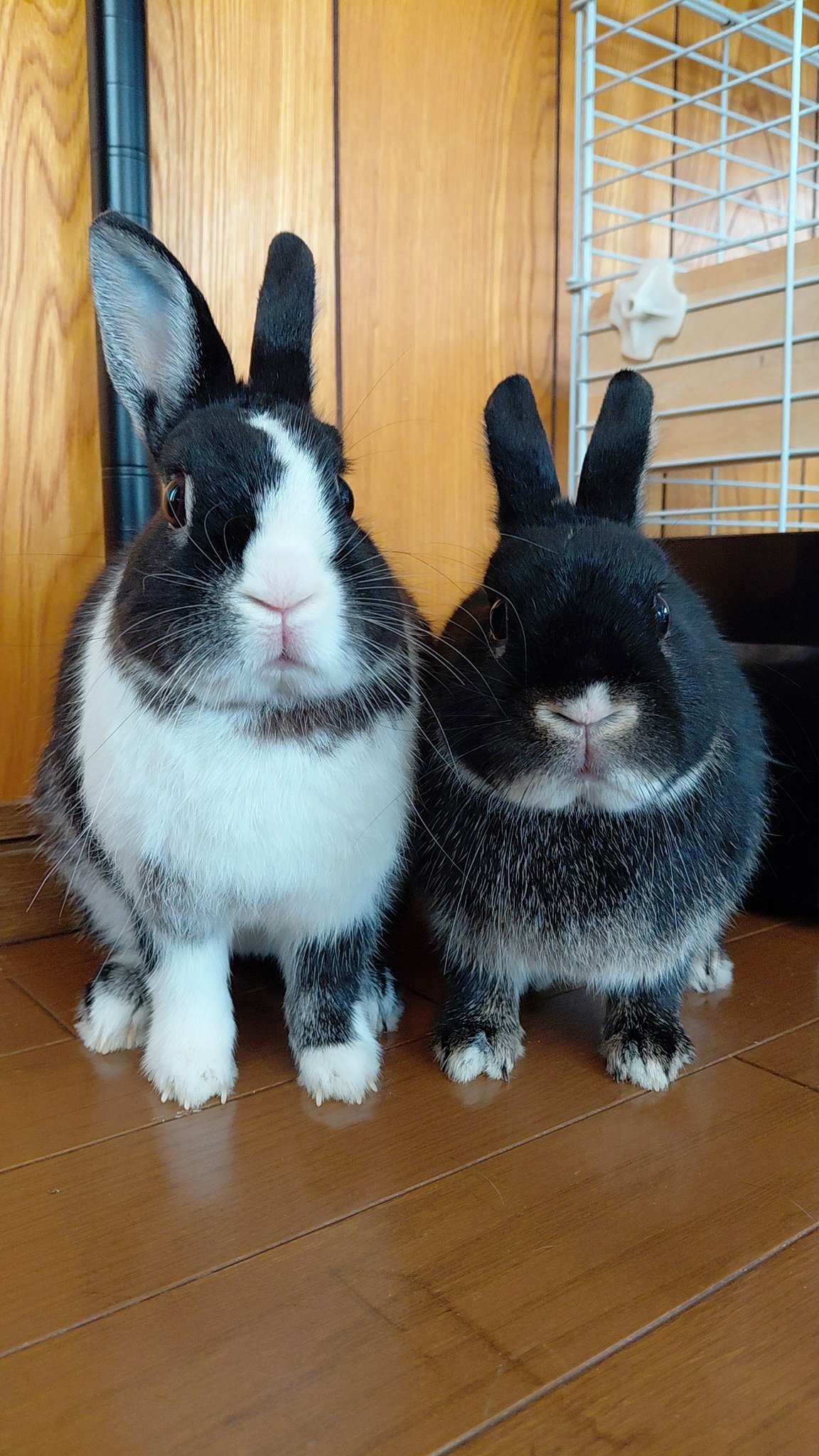 うさうさぎ 🐰 #土アップ 横目でチラ見 こっち向いた♡ #うさぎ #目が合う