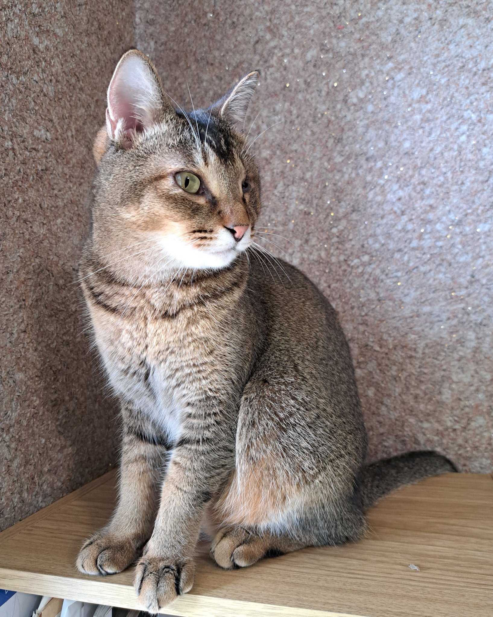 ねこ雀 将雀 on X: 