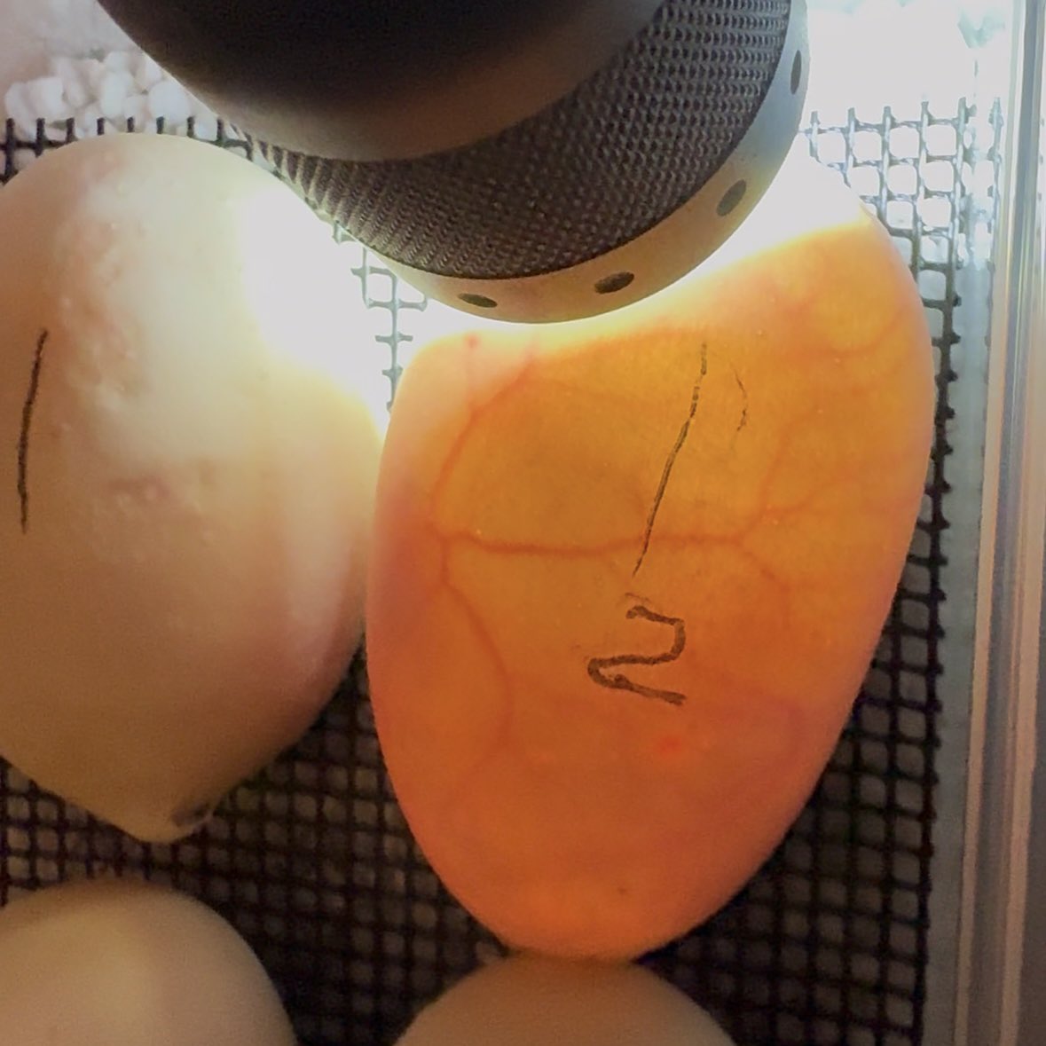 ようやく産んだ。
やや小さめだけど7個+スラッグ1、上出来です。ちゃんと受精卵(o^-')b
回復頑張ろう。

#NRMandarine