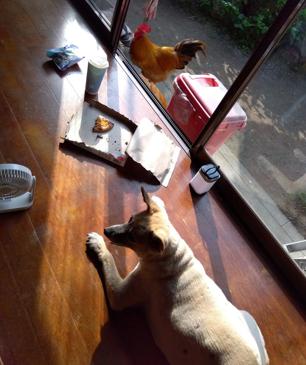 19jackey's tweet photo. 休日の朝
私の朝食は犬と鶏に狙われる。
縁側で食べている私が悪い。
ニボシをあげつつ、ピザを食べる。

夏は家でダラダラする、暑すぎる。 https://t.co/gGgSe5HCM5