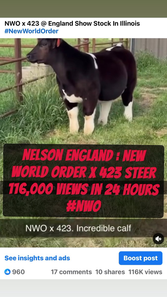 mattlautner's tweet image. Nelson England, Illinois 
-New World Order x 423 Steer 116,000 Views In 24 Hours On Facebook 

#NWO 
#MLCSires 
#ESSBulls