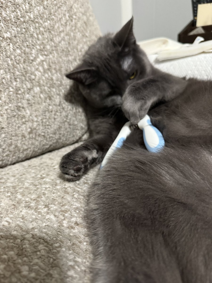 Not sure why I have to clip my nails myself mom. I don’t have thumbs.