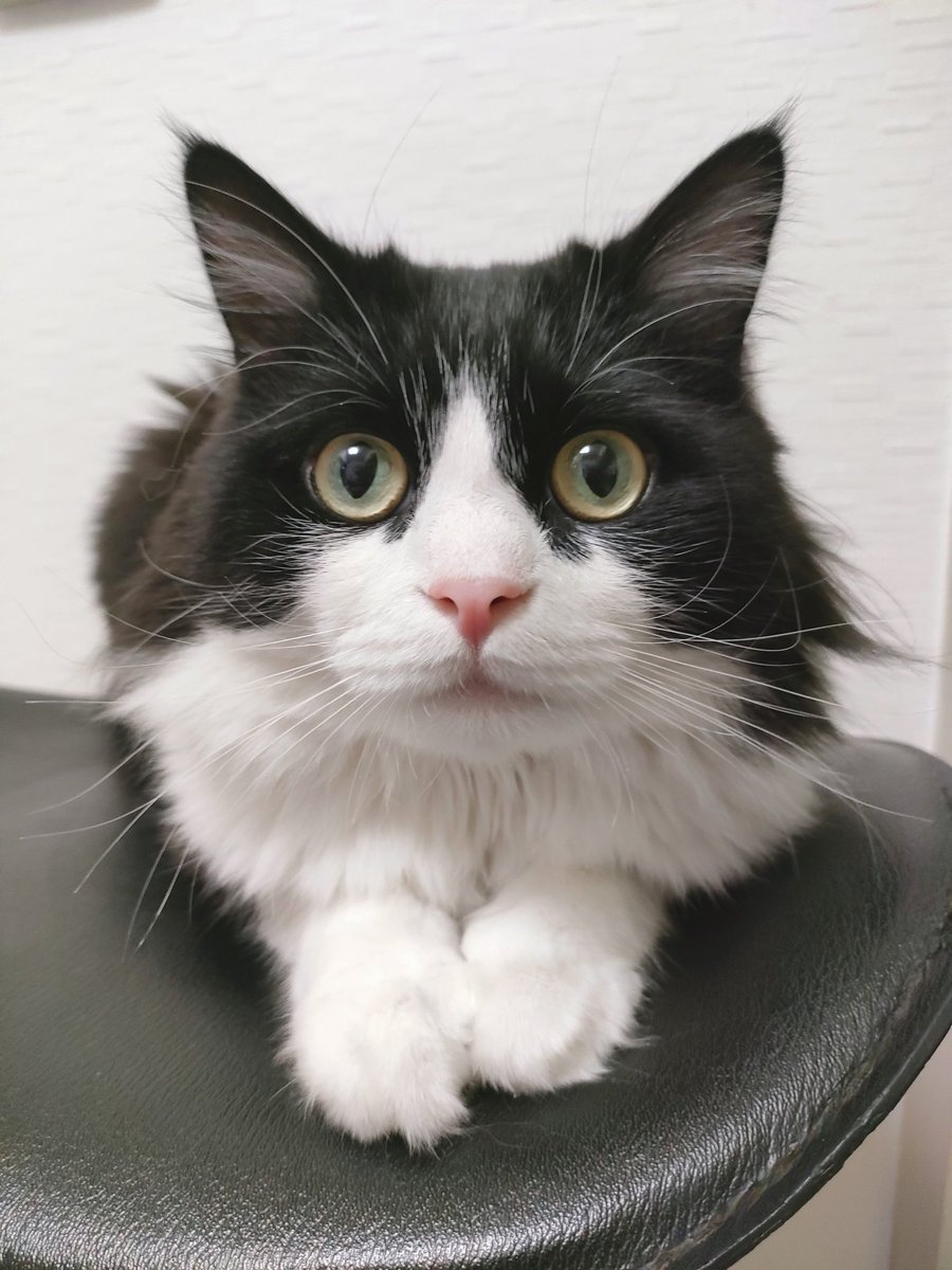 #ハチワレ祭り やりたいです。
ハチワレさん集合お願いします🍧