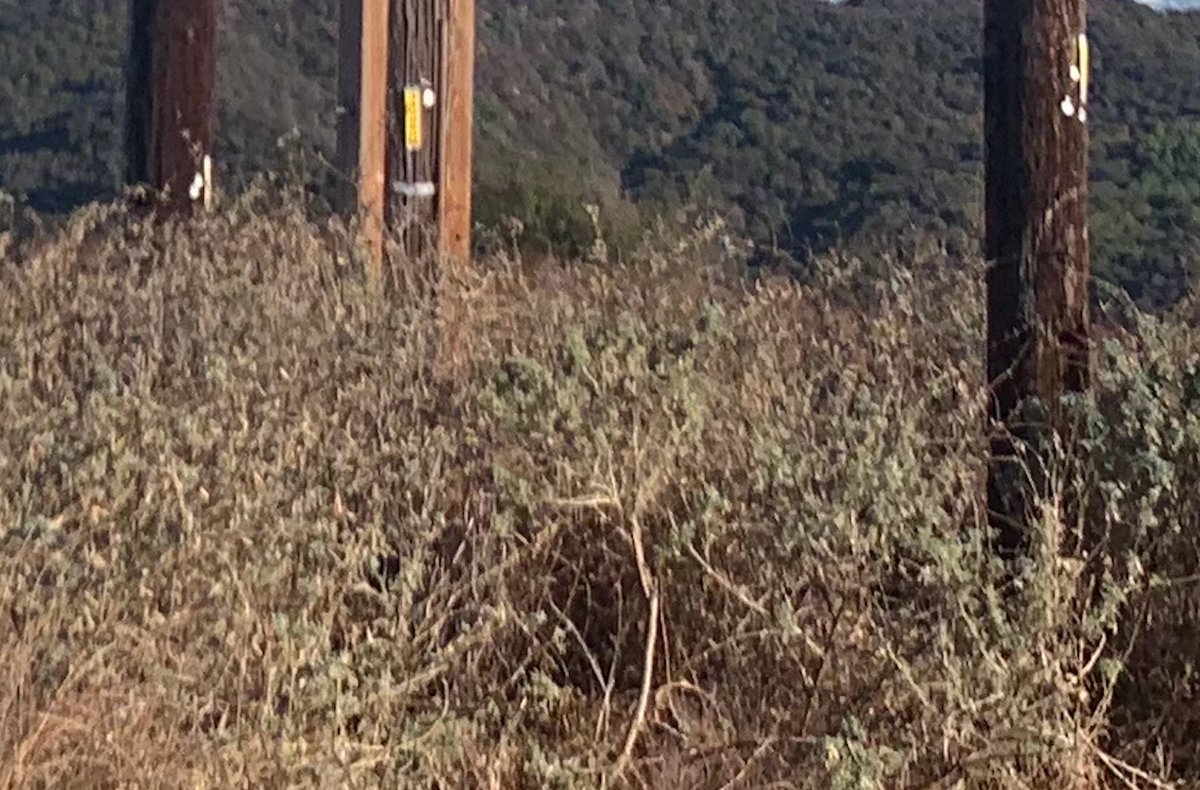 Wooden power poles surrounded by the overgrown Topanga State Park brush before the Palisades Fire…what could go wrong?