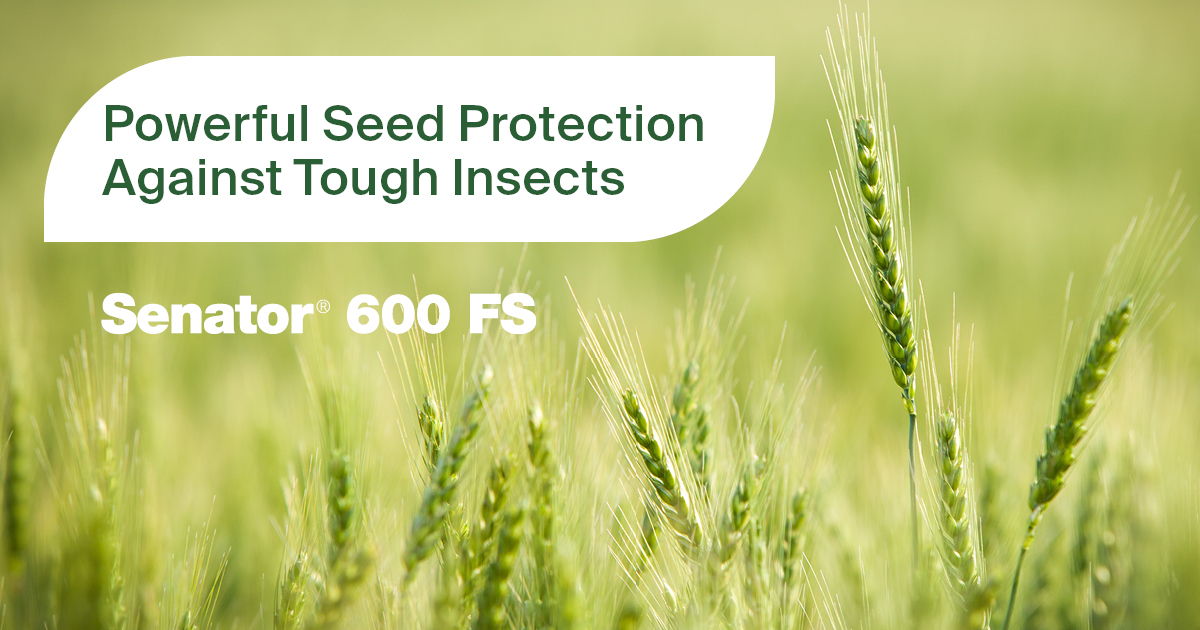 Is your winter wheat ready to battle insect pressure? Stop #aphids, #hoppers, #hessianfly &amp; more before they start by including Senator in your #seedtreatment mix. nufarm.com/usst/product/s… 
#ag #grower #winterwheat #plant25 #agtwitter
