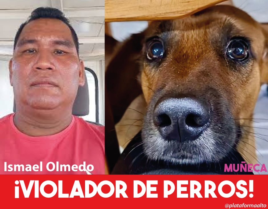 PlataformaALTO's tweet photo. ¡ATENCIÓN! La Fiscalía imputó cargos a Ismael Olmedo Ruiz, el hombre que abusó sexualmente de la perrita Muñeca, en Leticia, Amazonas. 

La Fiscalía imputó a este sujeto como responsable del delito de maltrato animal agravado. 

La valoración entregada por una médica veterinaria evidenció que la canina presentaba signos compatibles con maltrato físico y sexual, los cuales quedaron evidenciados en los informes de la Policía de Protección Ambiental, las entrevistas a testigos, así como en registros audiovisuales obtenidos en redes sociales.

Ruiz Taumarima aceptó su responsabilidad como autor de la conducta de maltrato animal con circunstancias de agravación punitiva.

En las próximas semanas se realizará la audiencia en la cual un juez de conocimiento emitirá la sentencia condenatoria contra el procesado.

El abuso sexual a animales no es considerado un delito autónomo en Colombia, apenas es un agravante del delito de maltrato animal

El Proyecto de Ley 06 de 2024,  que crea el tipo  penal de "acto sexual con animales", busca remediar esta terrible  situación y así sancionar con contundencia a quienes cometen este acto brutal. 

Por ello, pedimos a la Plenaria del Senado que debata y apruebe lo más pronto posible este importante proyecto. 

El proyecto es de autoría de la senadora Esmeralda Hernández y tiene ponencia del senador German Blanco.
