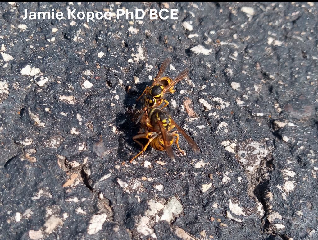 As summer rolls into fall, yellowjackets can be at their most bothersome. Minimize encounters at picnics and barbecues by keeping food and trash covered as much as possible and promptly cleaning up any messes.