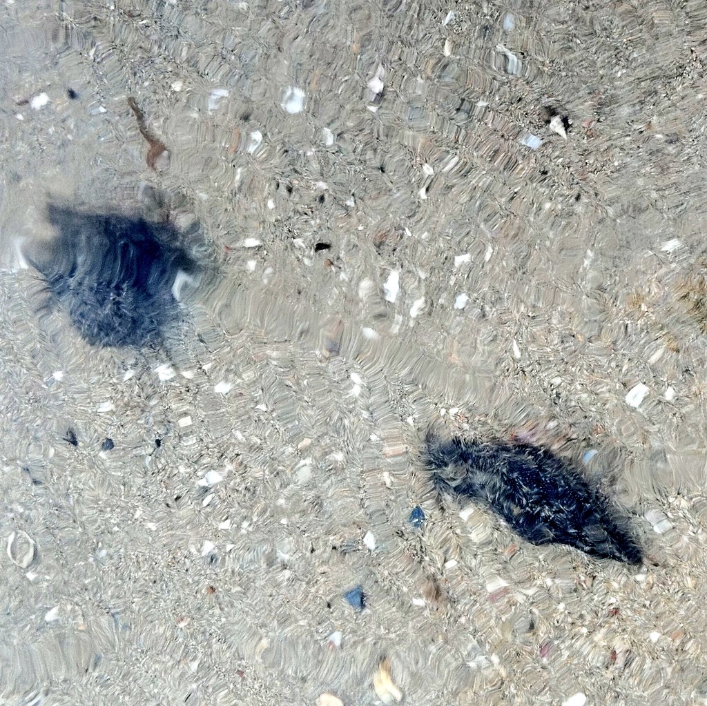 Nuestro Mar Menor de l@s Niñ@s (@nuestromarmenor) on Twitter photo ¿Adivina quién "ha vuelto" al Mar Menor y no es una buena noticia?
🐌La Bursatella🌊, lee más sobre ella en el blog "Mar Menor Mar Mayor" de Isabel Rubio, compañera de <a href="/PAcToMarMENOR/">Pacto por el Mar Menor</a>
Lee aquí:
marmenormarmayor.es/El-blog-de-Isa… ¿Adivina quién "ha vuelto" al Mar Menor y no es una buena noticia?
🐌La Bursatella🌊, lee más sobre ella en el blog "Mar Menor Mar Mayor" de Isabel Rubio, compañera de <a href="/PAcToMarMENOR/">Pacto por el Mar Menor</a>
Lee aquí:
marmenormarmayor.es/El-blog-de-Isa…
