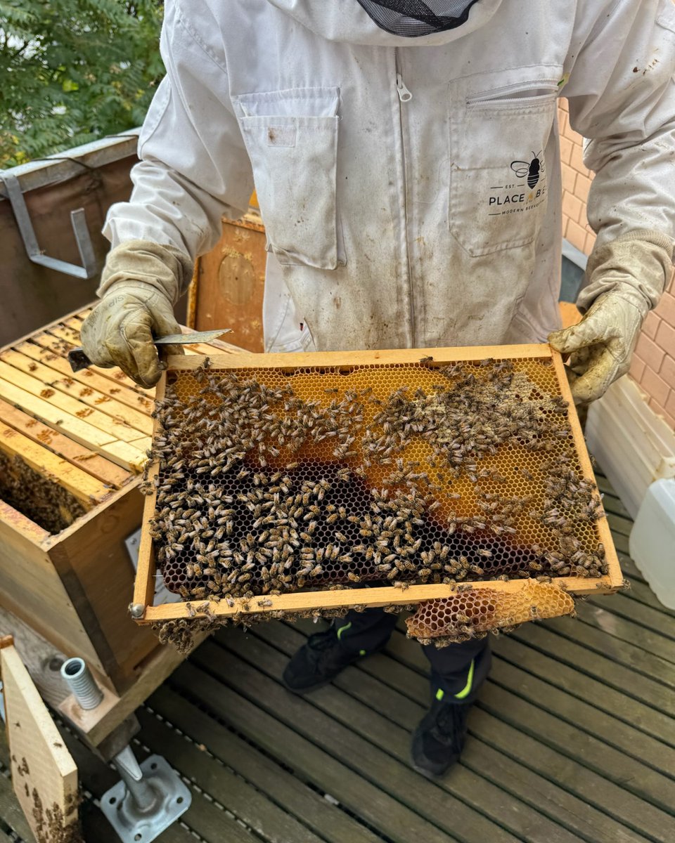 EYGSACareers's tweet photo. Wusstet ihr, dass in unseren EY-Bienenstöcken zur Hochsaison bis zu 50.000 Bienen leben? 🐝

🌱 Unser Ziel: Zusammen mit Place4Bees mehr Biodiversität, mehr Bewusstsein, für eine #BetterWorkingWorld. https://t.co/XmT0FQE04Q